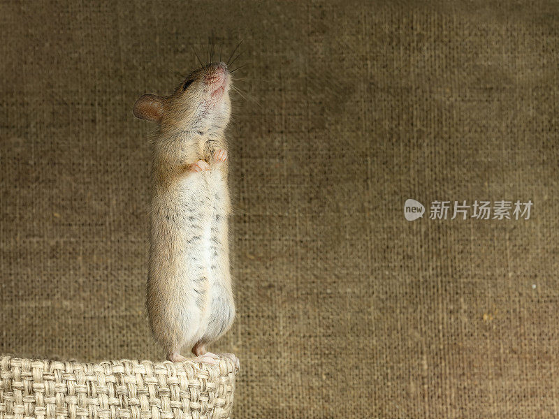 老鼠用它的后爪站在一个小的亚麻袋子上，在大的亚麻袋子的背景上
