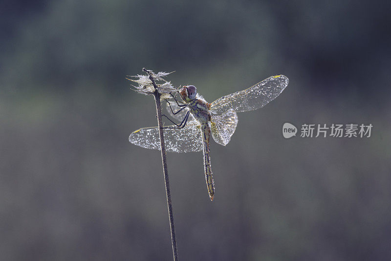 一朵花中的蜻蜓