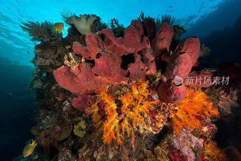 色彩缤纷的水下花束与管海绵和软珊瑚与金色少女，印度尼西亚，Wetar岛