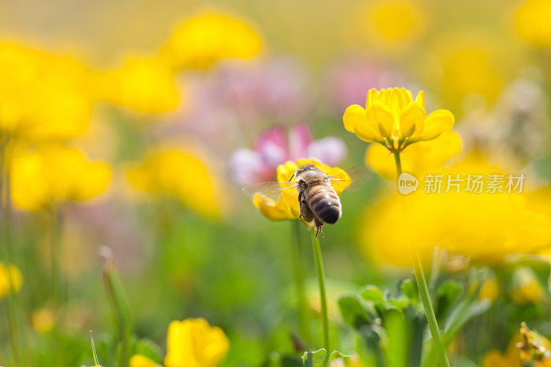 蜜蜂在春天的黄色野花上