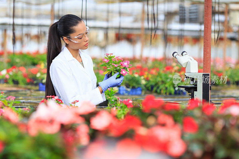 年轻的植物学家在温室里检查植物