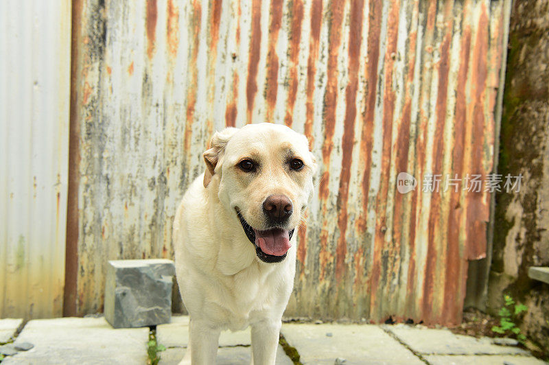 拉布拉多寻回犬和波纹金属