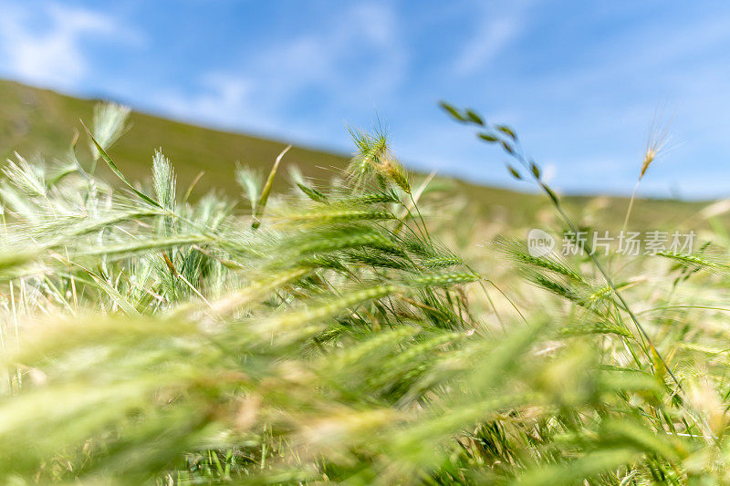 在山坡上种植小麦，夏日的风吹着小麦