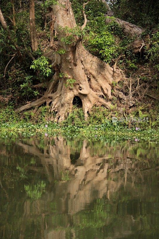 拉皮提河上的树，奇旺