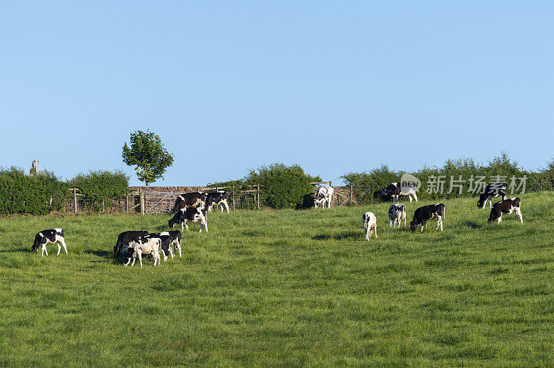 在山坡上吃草的奶牛