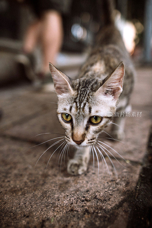 好奇的小猫在街上散步