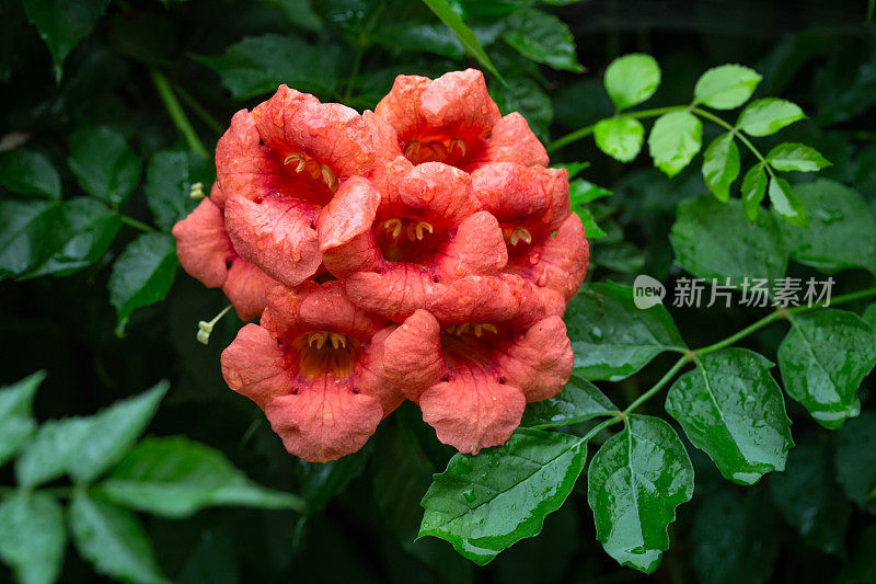 喇叭花在雨中盛开