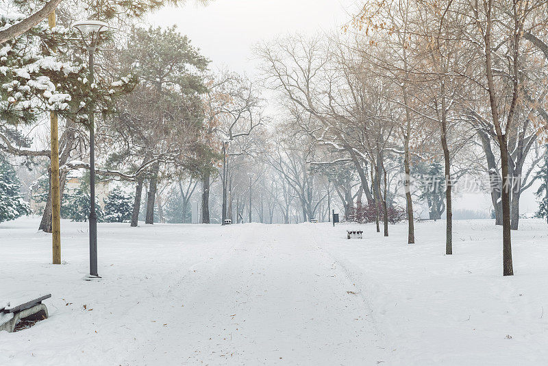 在一个下雪天的城市公园。