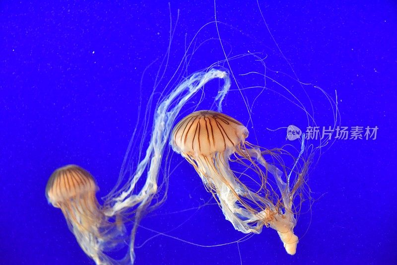 自由浮动scyphozoan