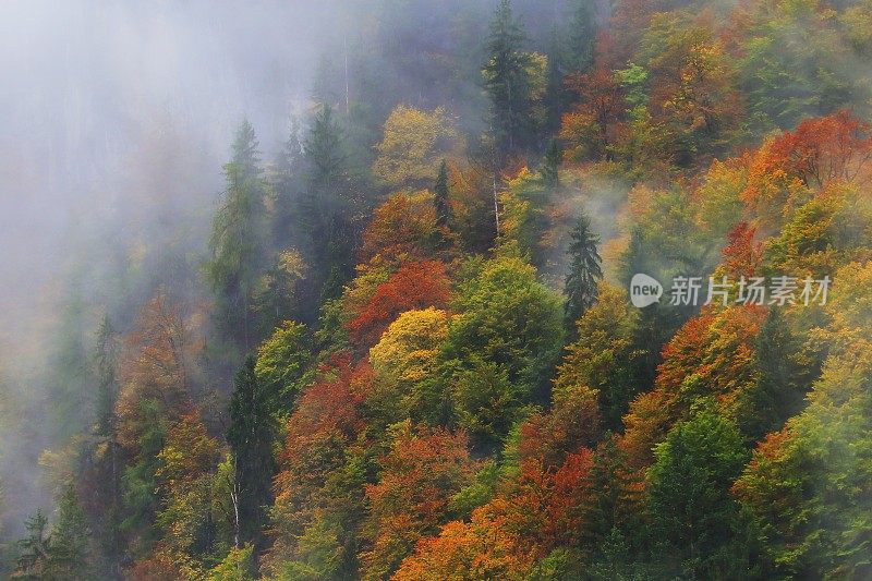 雾蒙蒙的松树高山林地景观秋天-巴伐利亚阿尔卑斯，德国