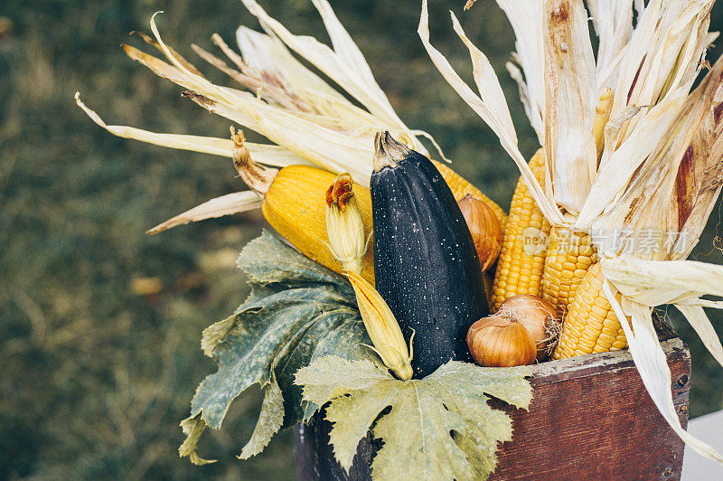 木箱装秋收农用蔬菜和根茎类作物。健康和有机食品的背景。健康新鲜食品的概念