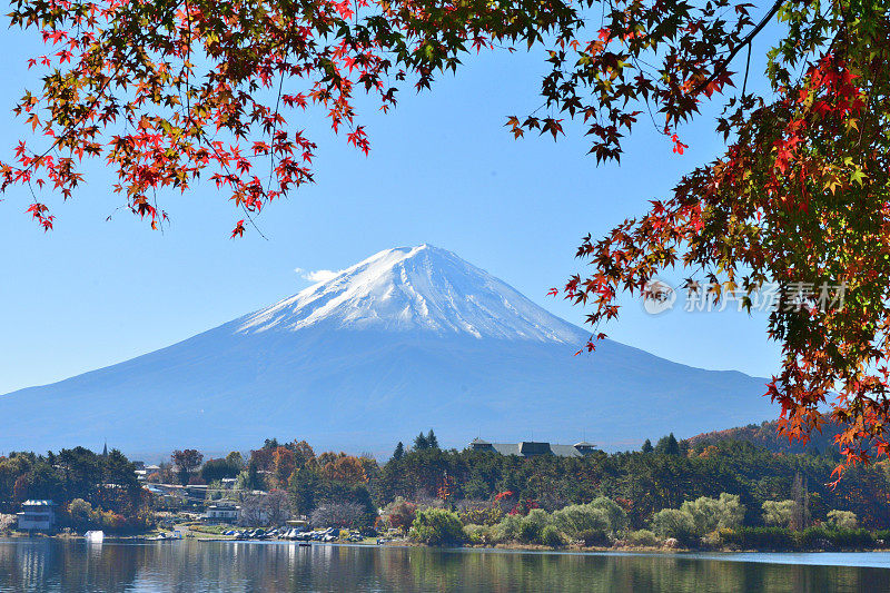 日本富士五湖地区的富士山和秋叶色