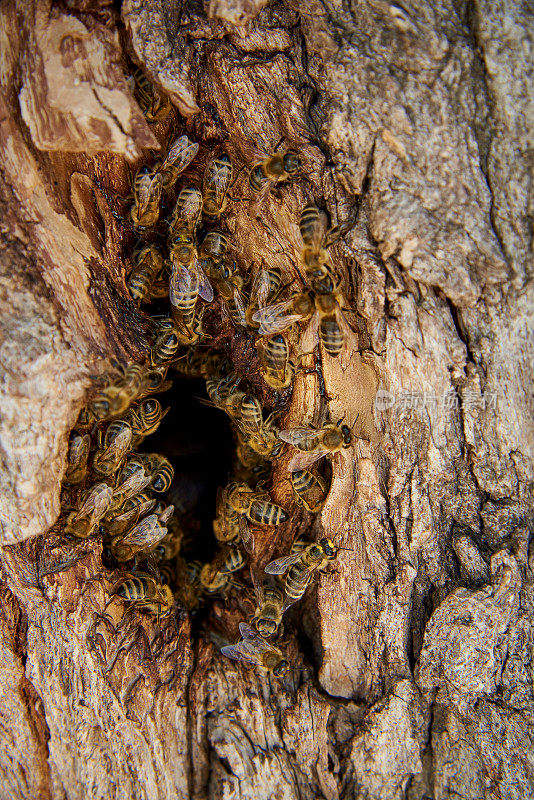 蜜蜂在树洞的野蜂巢里采集蜂蜜。