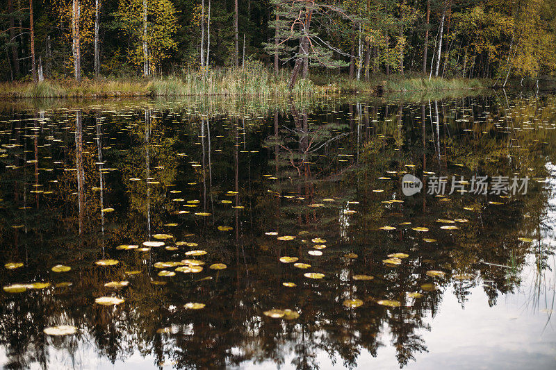 Nuuksio国家公园的秋季景观(芬兰，赫尔辛基)