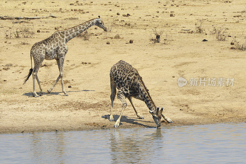 两只南方长颈鹿，一只在津巴布韦万吉国家公园喝着Masuma大坝的水