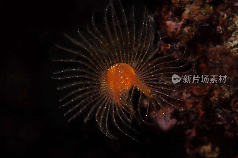 海洋生物螺旋管虫水下美