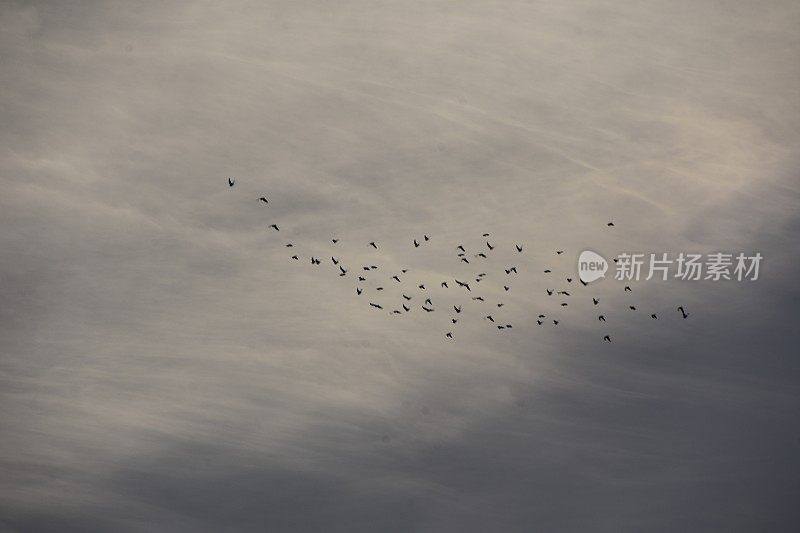 天空中有一群鸟