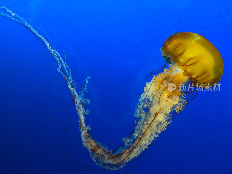 水族馆里的水母