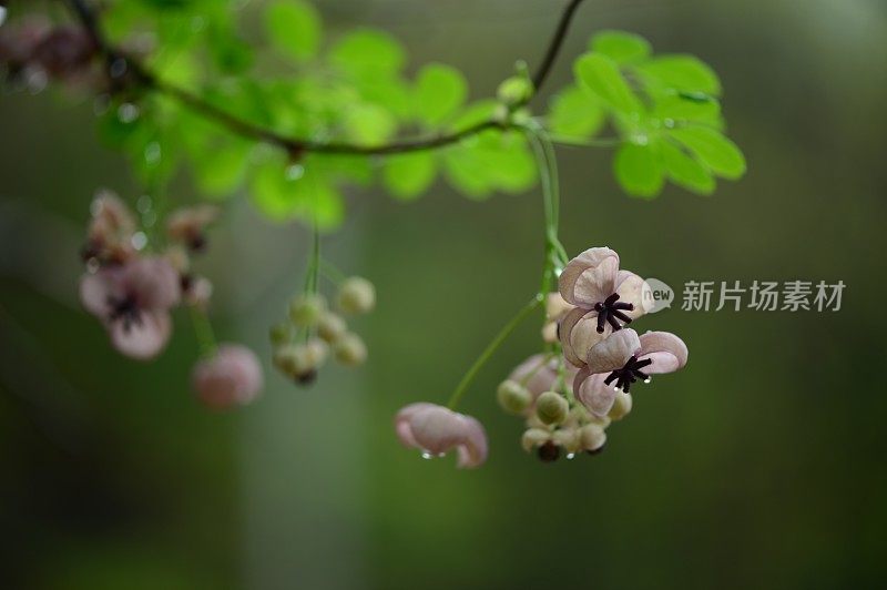 Five-leaf巧克力葡萄树