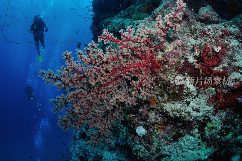 潜水员探索珊瑚尖顶，阿金库尔礁，道格拉斯港，大堡礁，澳大利亚