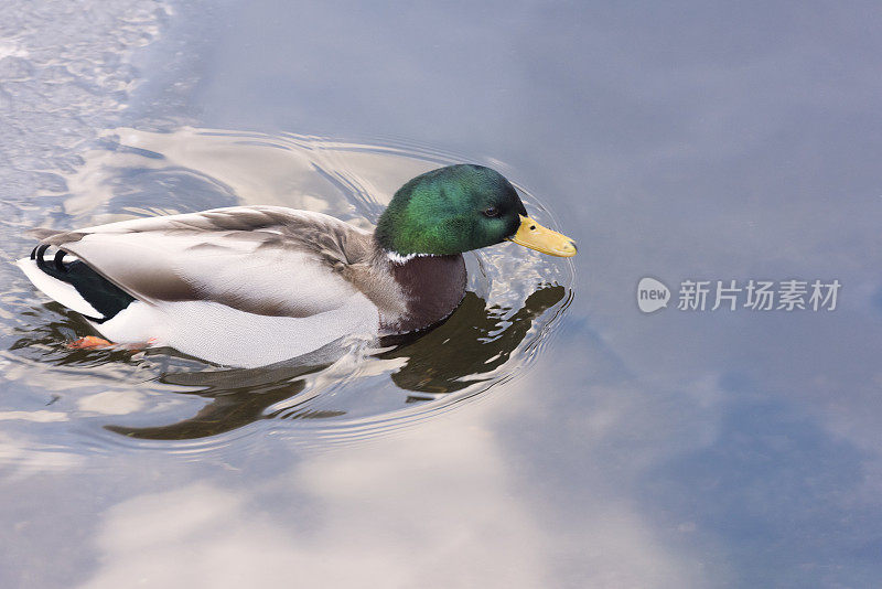 公鸭在碧蓝的湖水中游泳