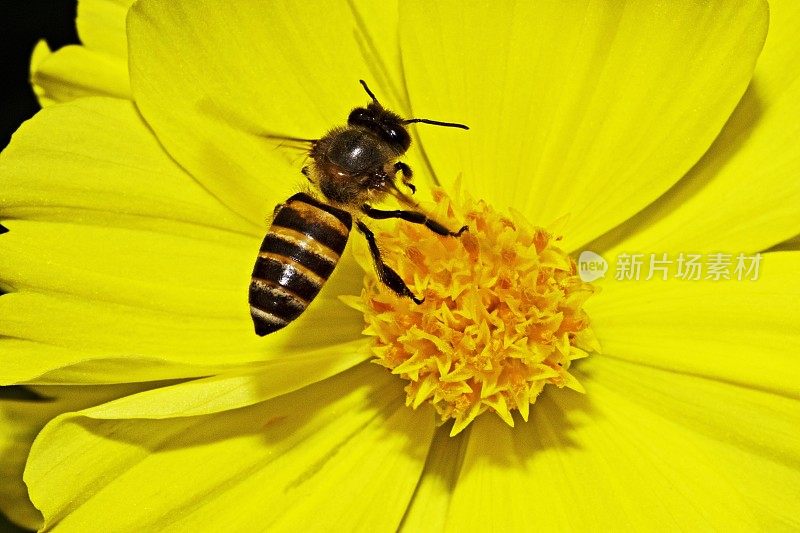 蜜蜂飞向黄花的花粉。