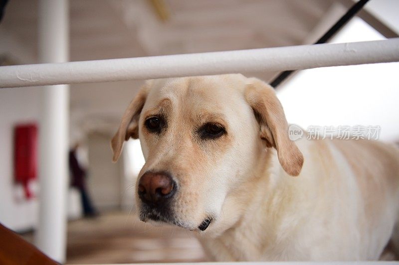 船上甲板上的拉布拉多寻回犬