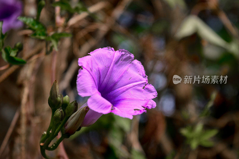 林子里的紫花