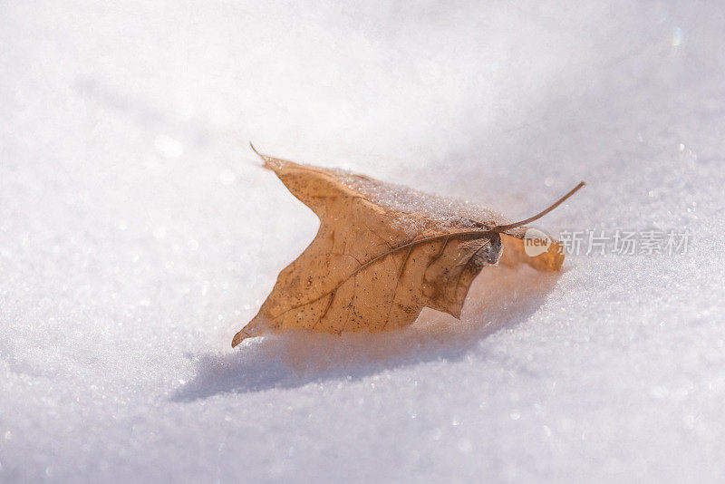 秋叶铺在雪上