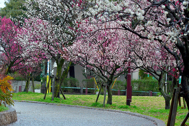 樱花盛开的日本公园，东京