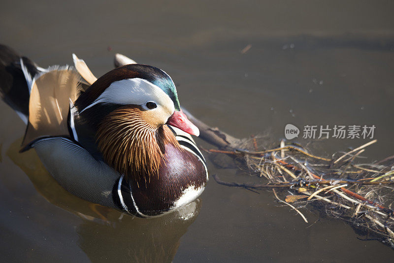 美丽的鸳鸯