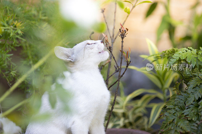 小猫闻着植物张着小猫的嘴