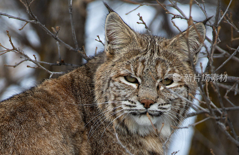 山猫猎兔子