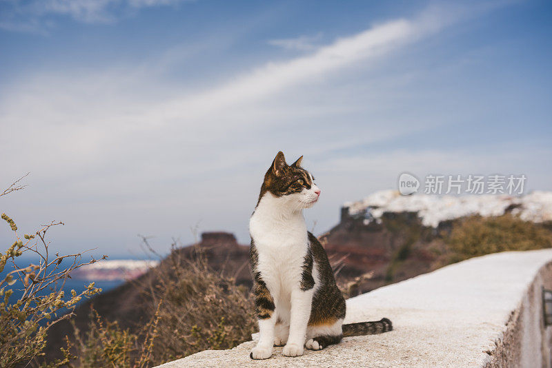 在希腊圣托里尼岛的斯卡洛斯岩石上，一只猫在拍照