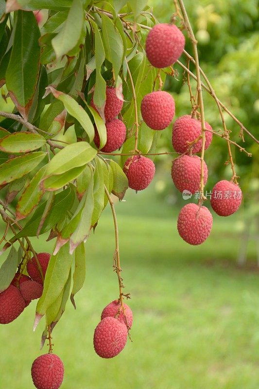 荔枝树上的果实。荔枝sinensis