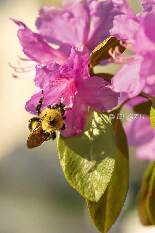 收集花粉的大黄蜂