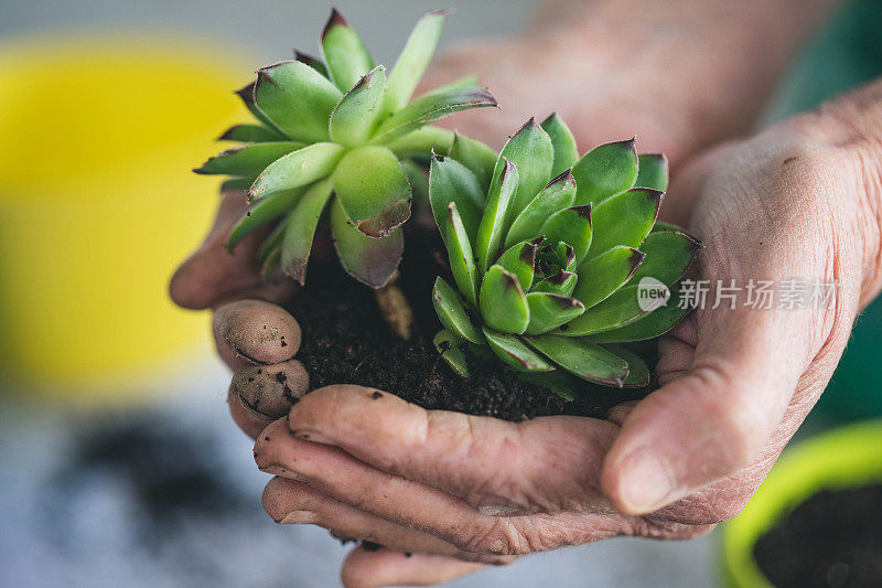 老妇人双手移植植物。