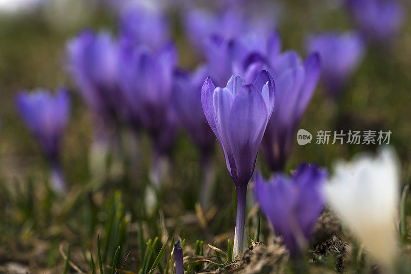 斯洛文尼亚拉提托维奇的早春蓝白番红花。