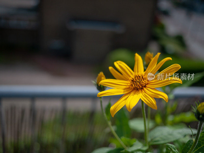 阳台上有菊芋花