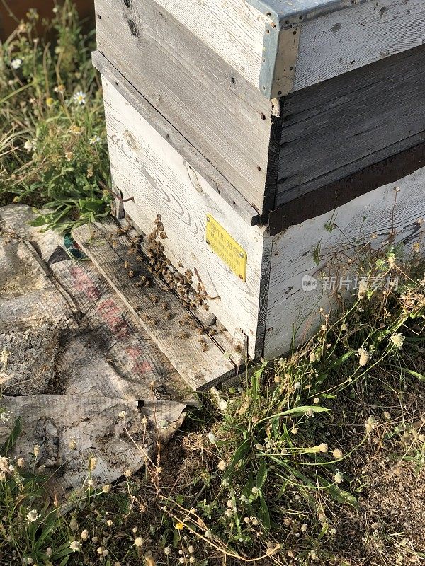 蜜蜂的房子和蜜蜂
