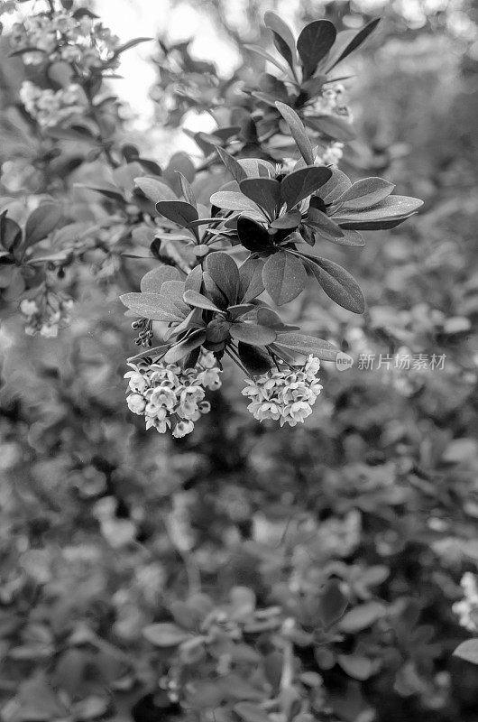 早春的花和花捕捉黑白