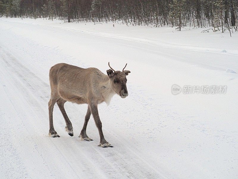 驯鹿走在积雪覆盖的路上