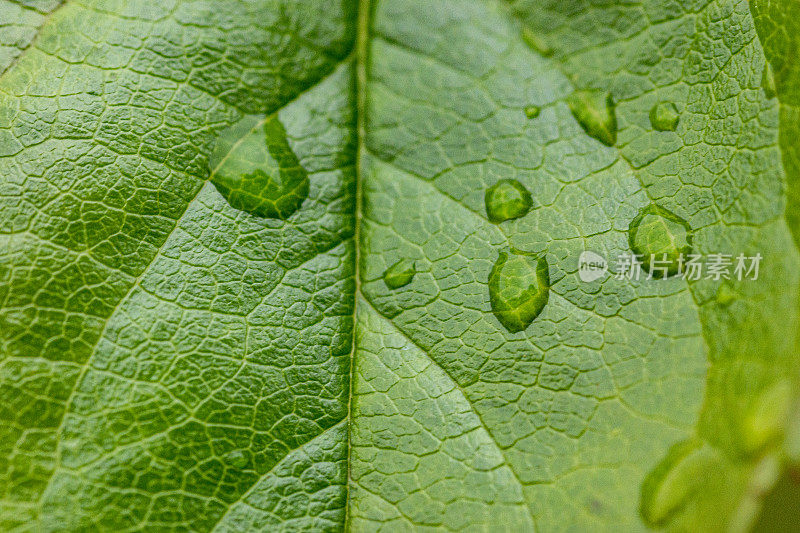 玫瑰叶子和雨滴