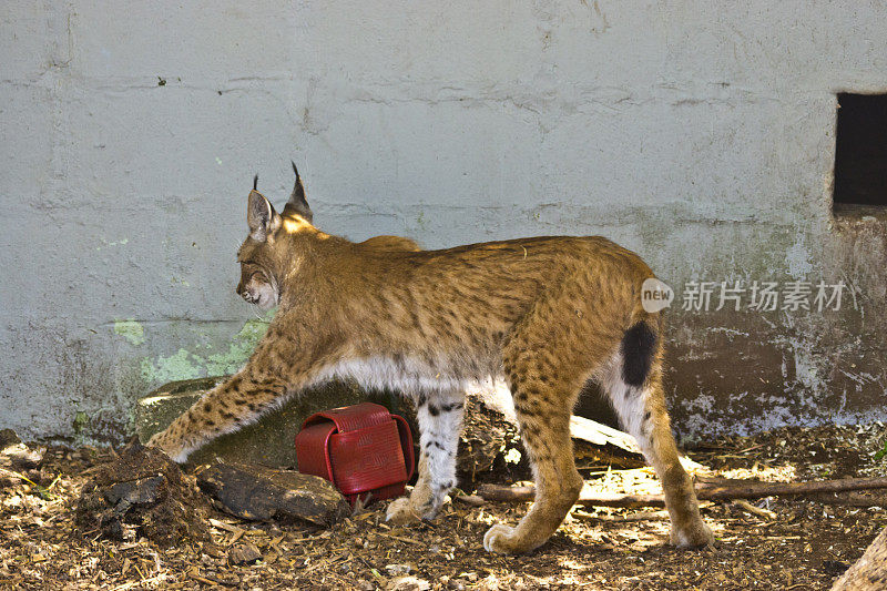 猞猁和山猫