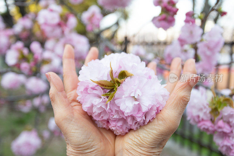 樱花和蓝天