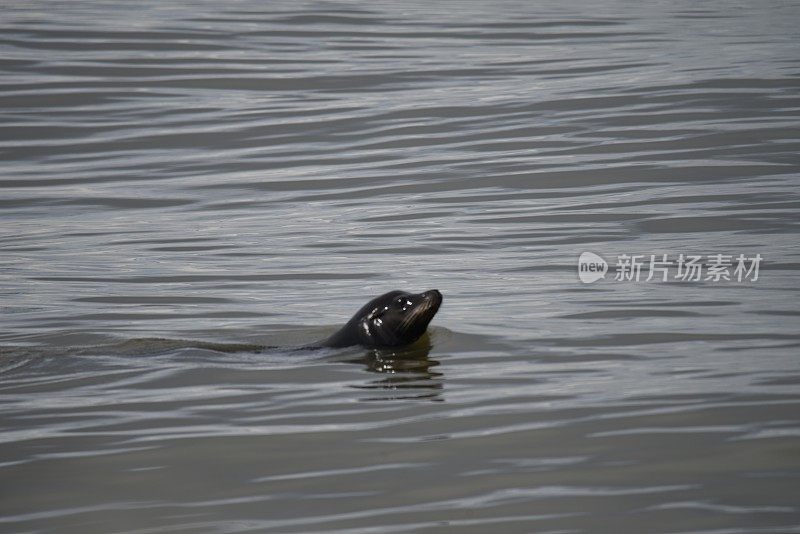 虎头海狮在水中游泳