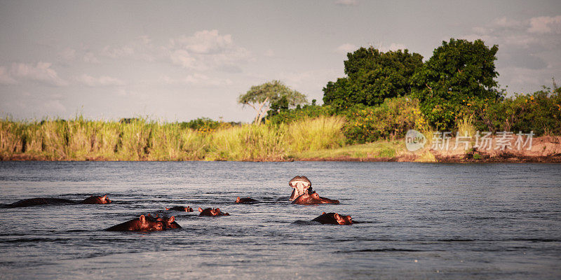 非洲赞比西河下游的河马