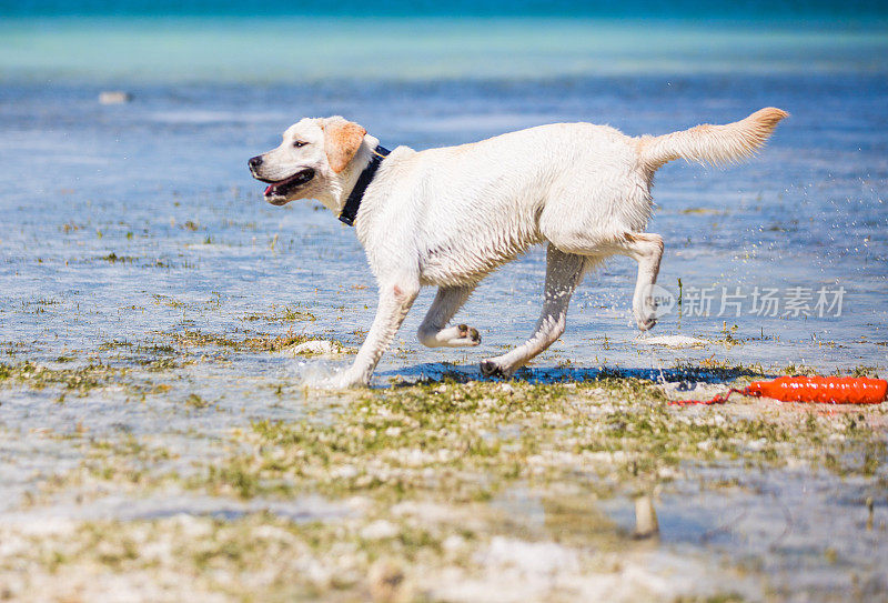 在海滩上奔跑的拉布拉多寻回犬