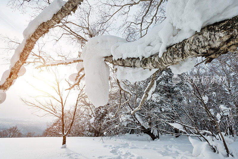 山上的树枝覆盖着雪