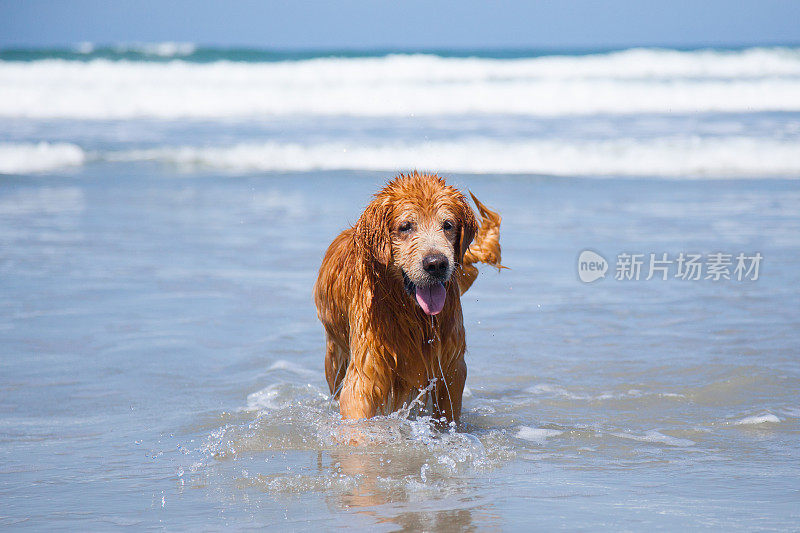 海滩上的拉布拉多犬